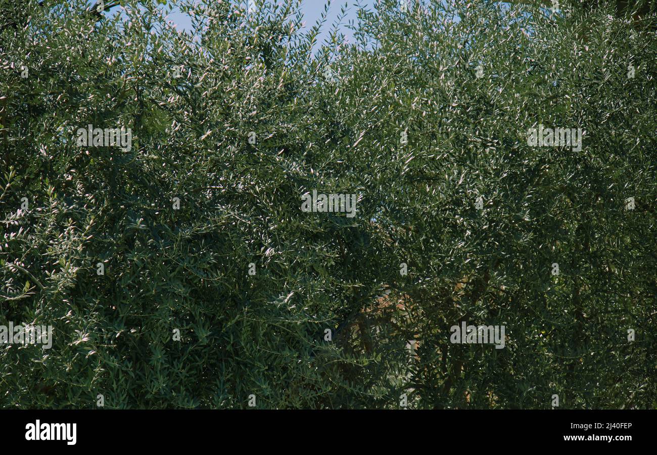 Olivo di Pasqua simbolo della celebrazione di Pasqua e della Domenica delle Palme. Foto Stock