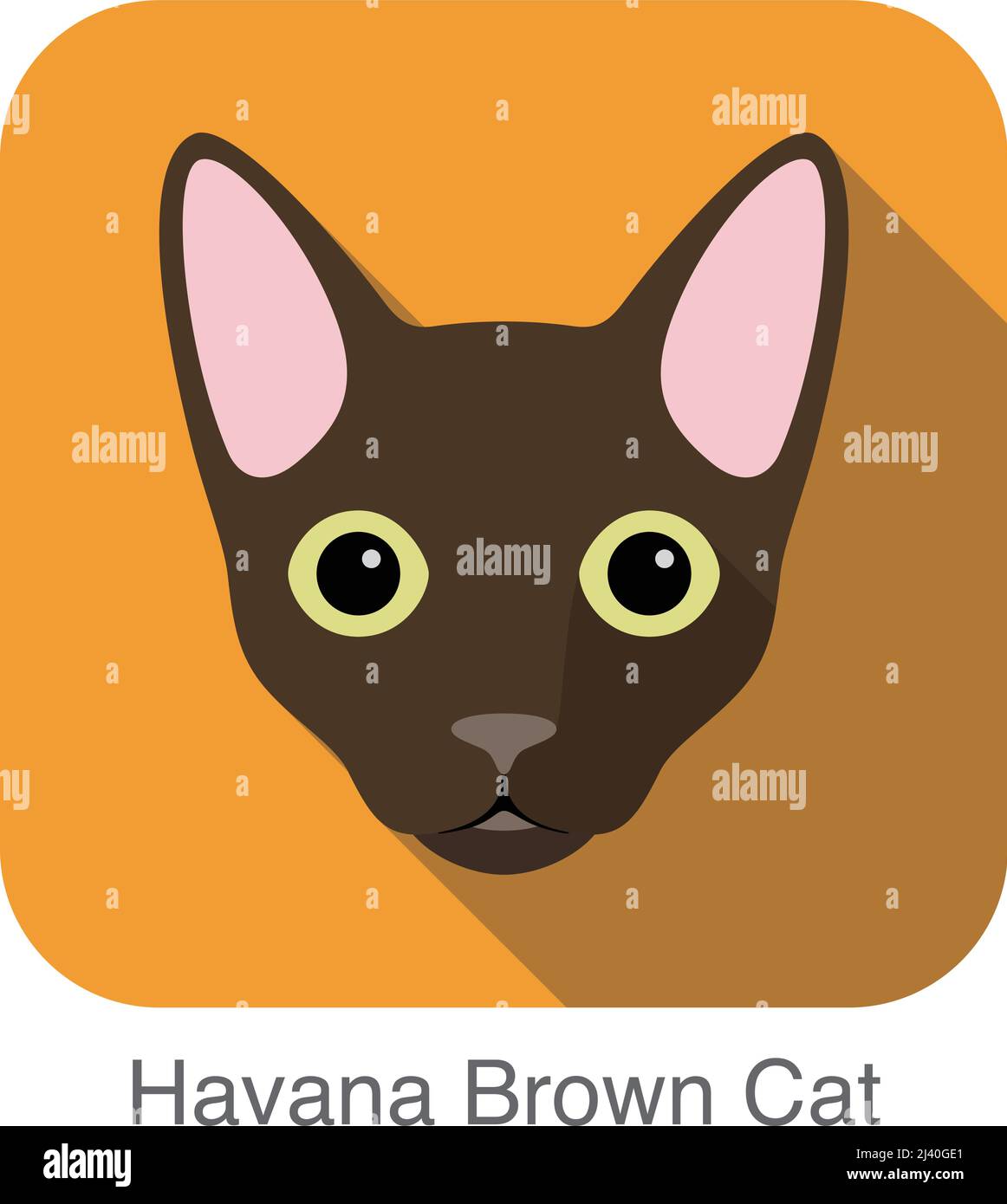 Havana Brown Cat, Cat breed faccia cartone animato design icona piatta Illustrazione Vettoriale