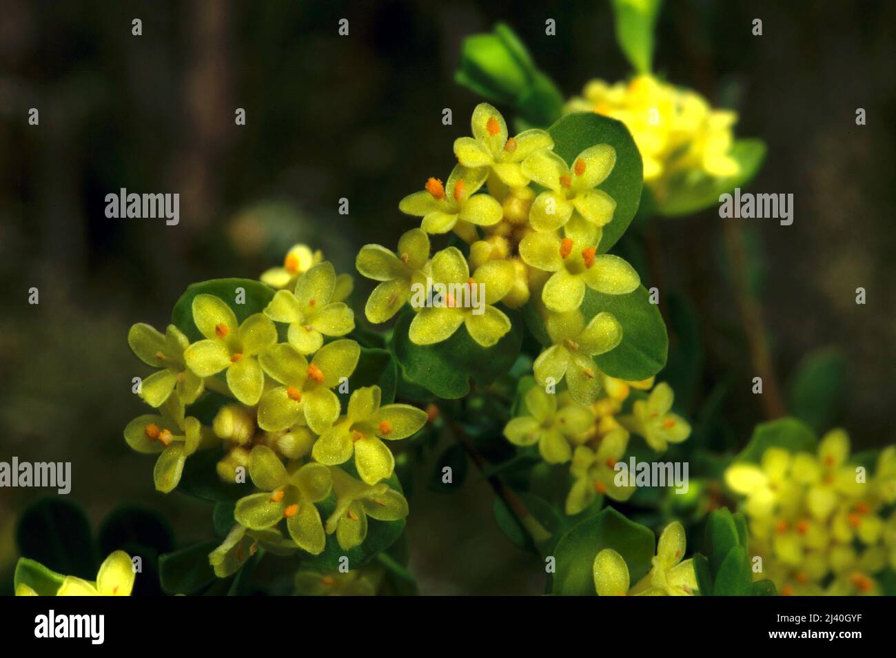 La maggior parte dei fiori di riso sono bianchi - questa è l'unica specie gialla fiorita - Fiore di riso giallo (Pimelea Flava). Baluk Willam Flora Reserve in Belgrave. Foto Stock