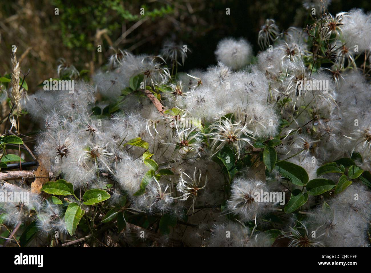 La barba dell'uomo anziano è la testa di seme di Clematis Australiano (Clematis Aristata), anche chiamata barba di capra. Riserva del lago di Blackburn a Victoria, Australia. Foto Stock