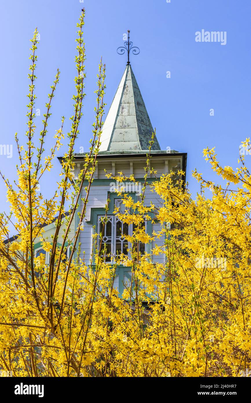 Casa con una torre e un giallo Forsythia Foto Stock