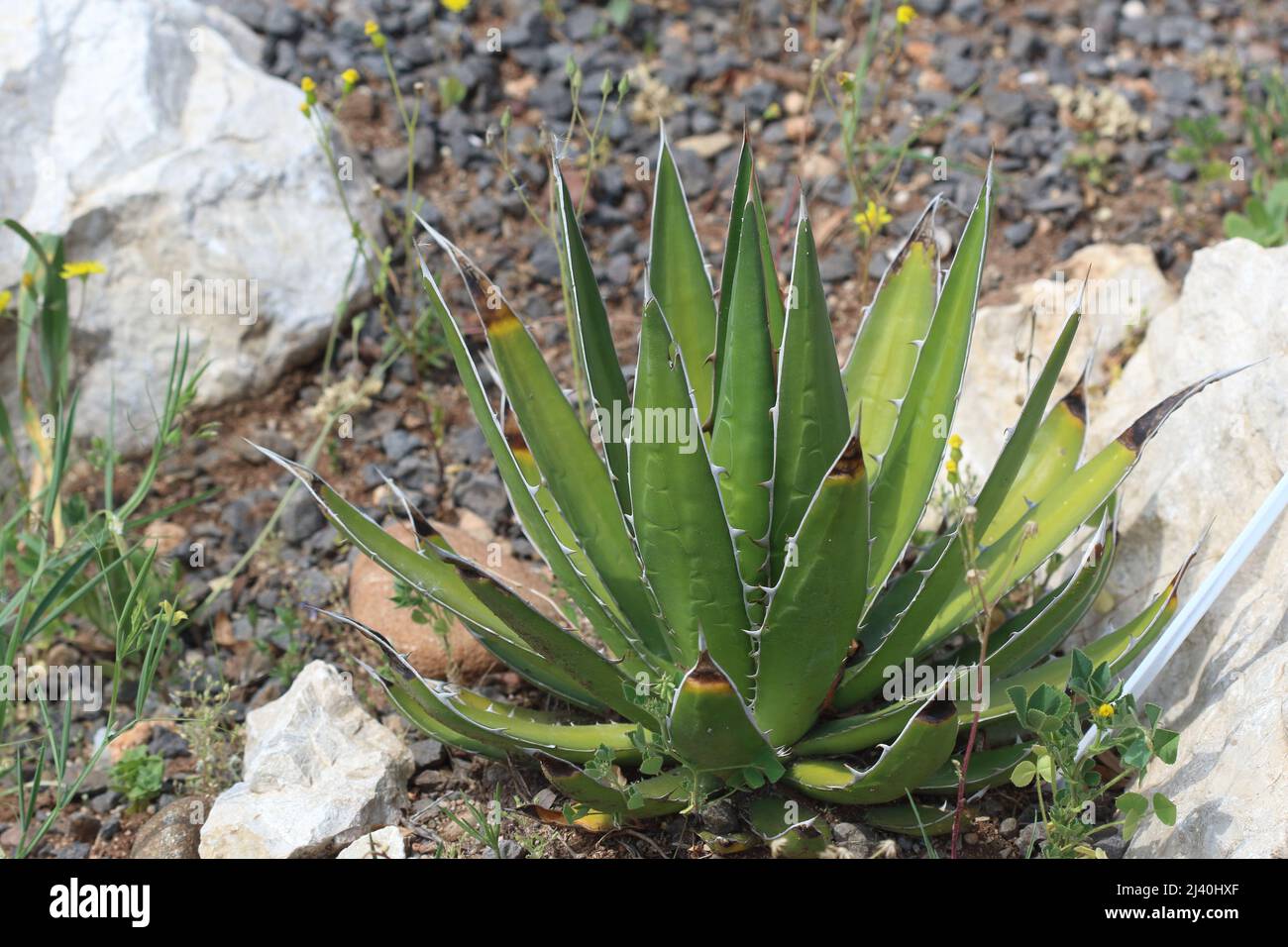 Una robusta pianta verde di Agave con foglie affilate e appuntite che cresce in un giardino roccioso e soleggiato nella regione mediterranea Foto Stock