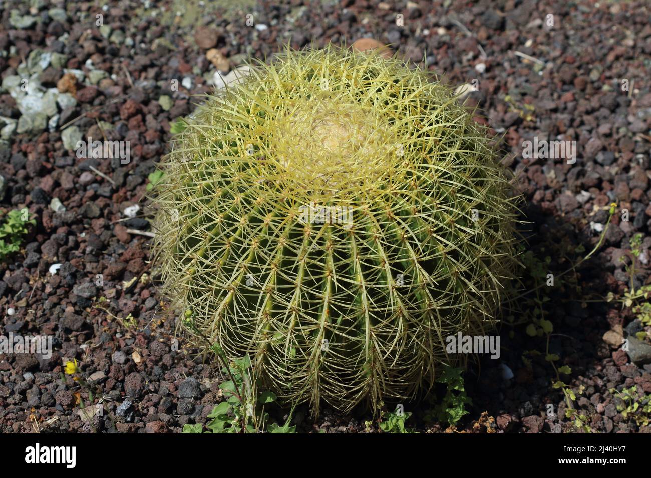 Macro shot di un cactus a canna d'oro (Echinocactus grusonii) con spine gialle affilate in un giardino nel deserto Foto Stock