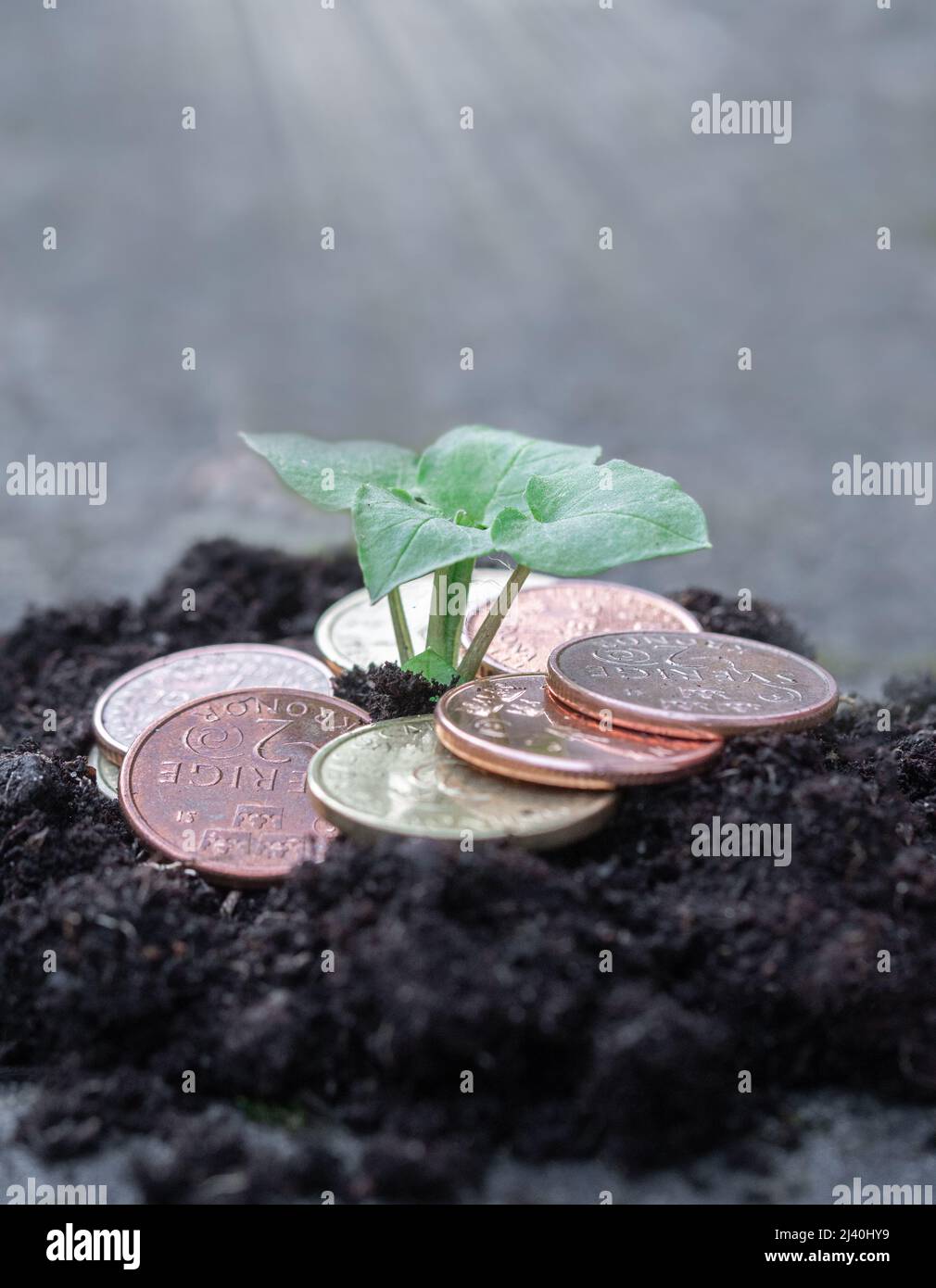 Foto di piccola pianta verde che cresce da monete o denaro Foto Stock