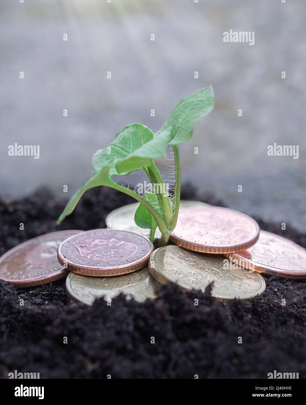 Foto di piccola pianta verde che cresce da monete o denaro Foto Stock