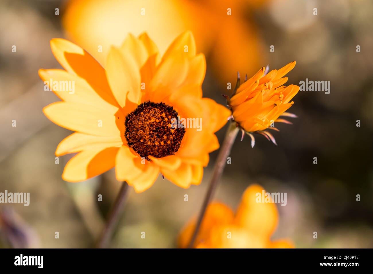 Namaqua marigold o gousblom (Arctotis hirsuta) primavera fiore daisy in Capo occidentale, Sud Africa primo piano e aperto verso il sole in natura Foto Stock