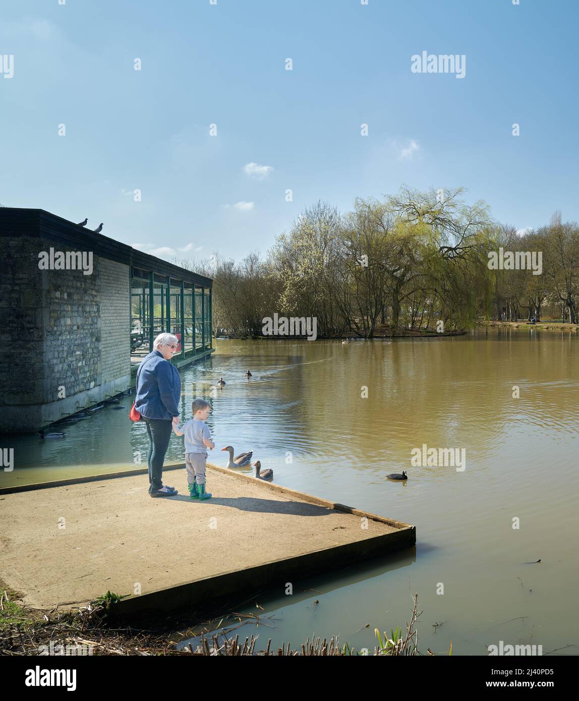 Nonna e nipote con anatre al lago di Corby, Inghilterra, in una giornata di primavera soleggiata. Foto Stock