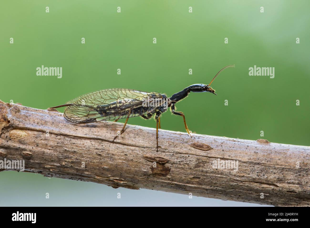 Kamelhalsfliege, Snakeflies, Rafidioptera Foto Stock