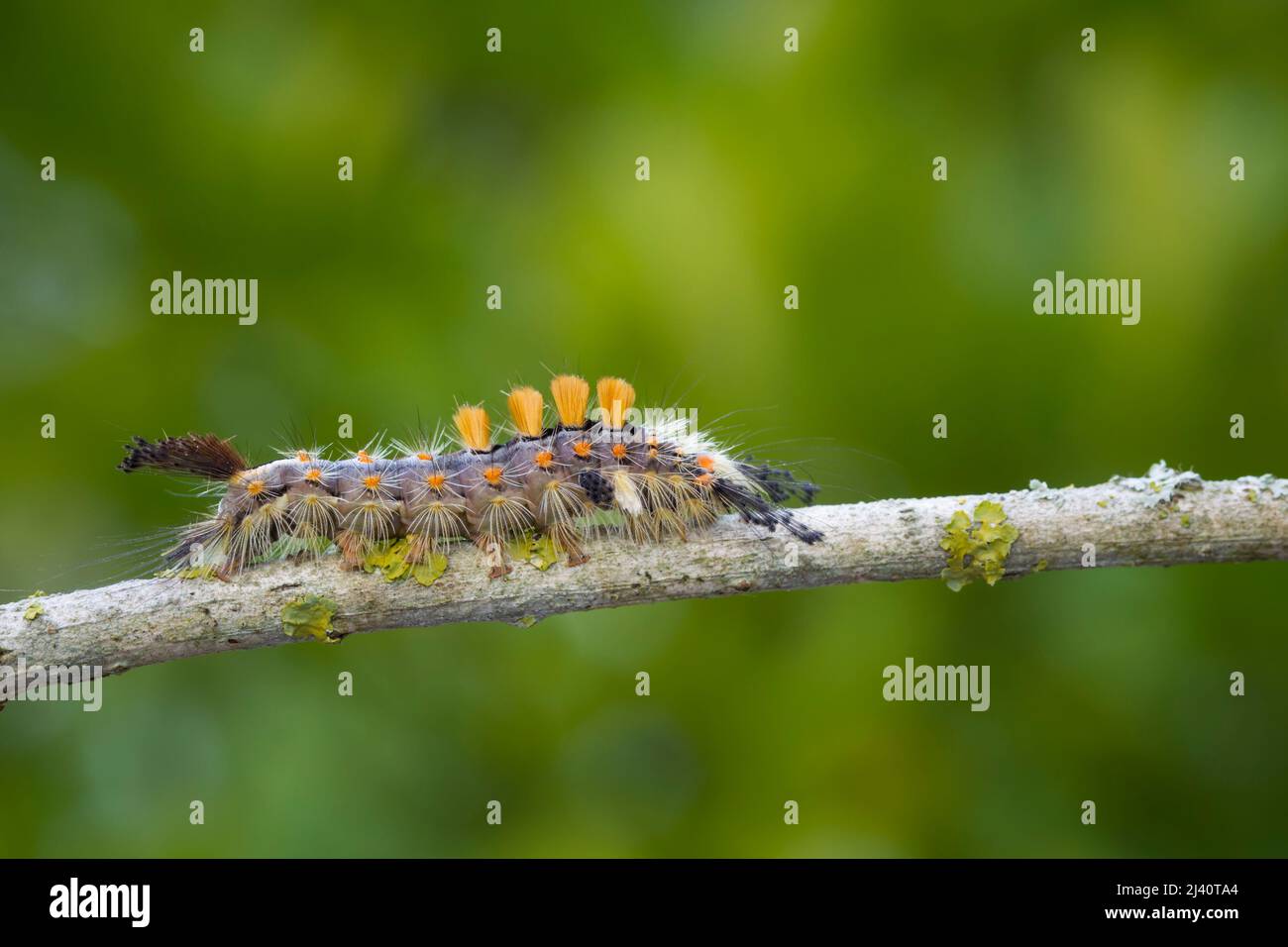 Schlehen-Buerstenspinner (Orgia antiqua) Foto Stock