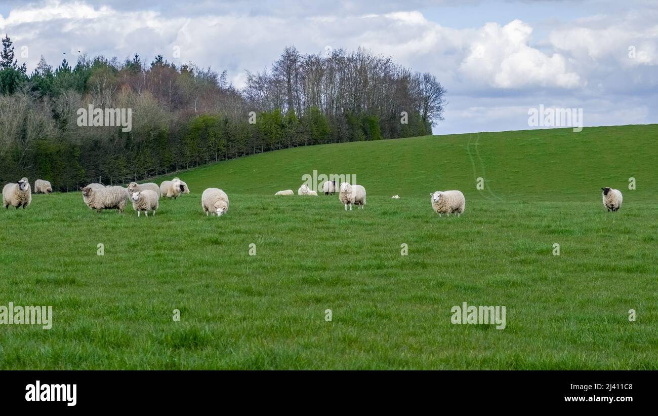 Belle Farmlands scozzesi nel Burns Country con campi agricoli e alberi e siepi e pecore pascolo i Foto Stock
