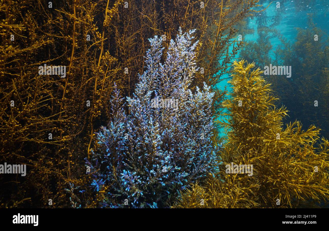 Alghe con colori blu e marrone sott'acqua nell'oceano (cistoseira e Sargassum muticum), Atlantico orientale, Spagna, Galizia Foto Stock