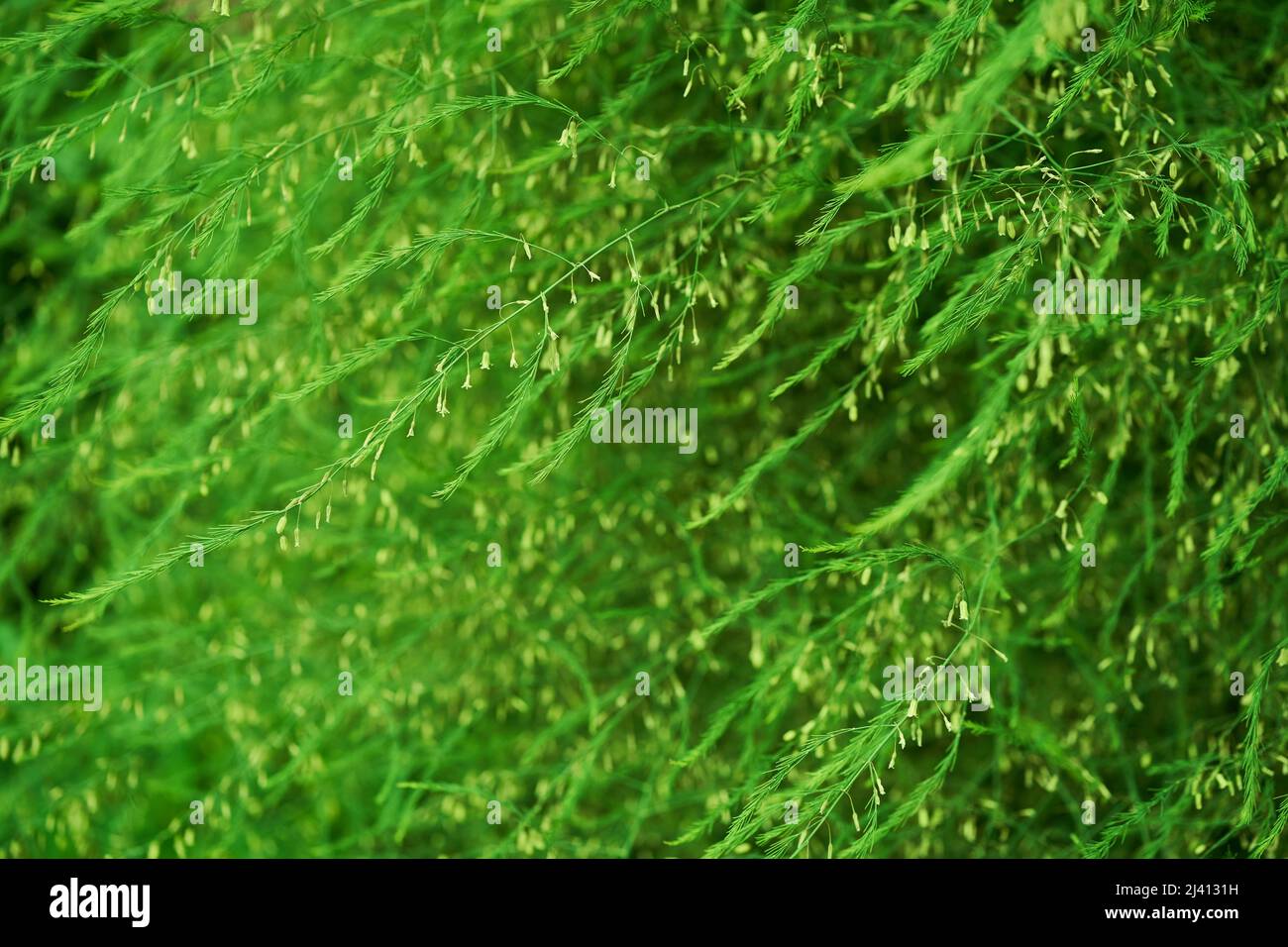 Una pianta con piccole foglie verdi di asparagi medicinali. Il concetto di coltivare le verdure nel giardino del cortile. Foto di alta qualità Foto Stock