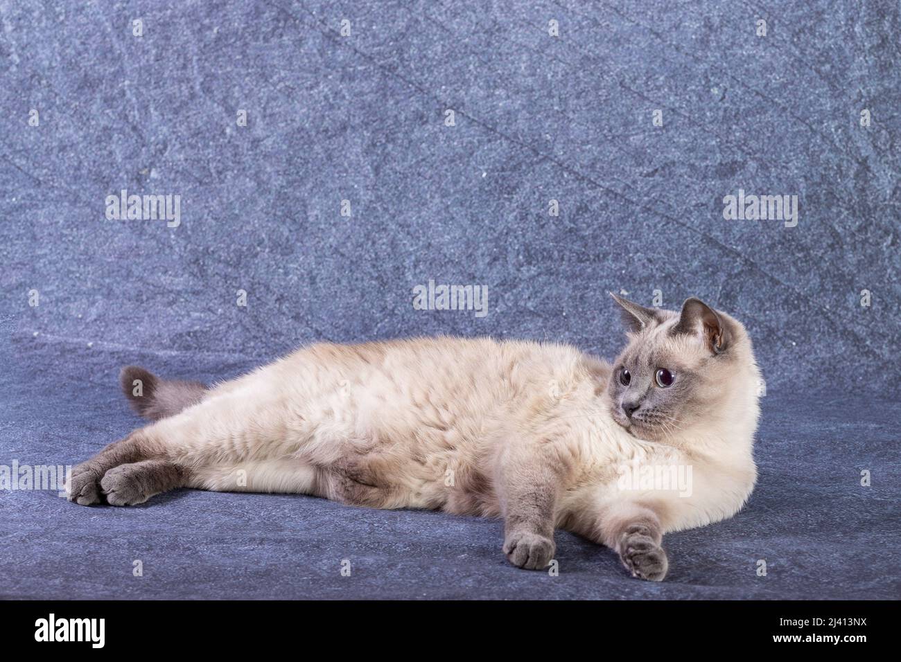 Il gatto thai siamese si trova tranquillamente sul suo lato di riposo. Sfondo blu, primo piano Foto Stock