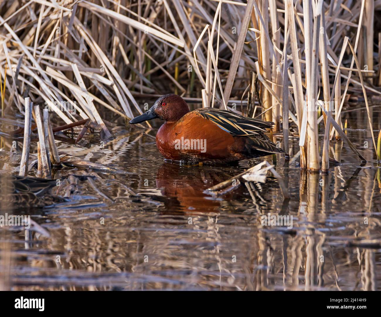 Una bella cannella Teal anatra (Anas cyanoptera) in cattails a Farmington Bay Waterfowl Management Area, Farmington, Davis County, Utah, Stati Uniti. Foto Stock
