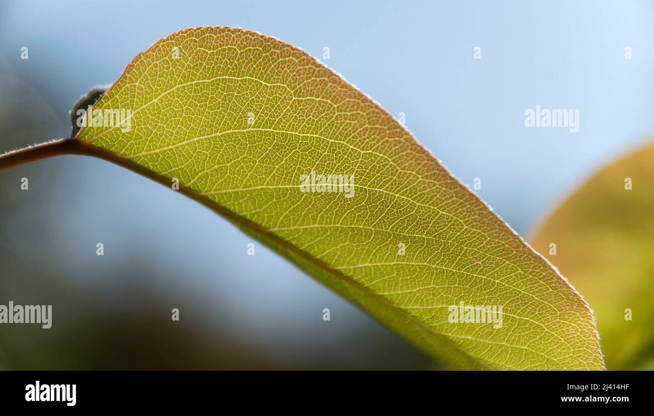 Singola foglia verde pallido di albero di Nashi Pear, pyrus pirifolia, Asian Pear. Foglia inferiore con bordi rosa. Nuova crescita primaverile nel giardino australiano. Foto Stock