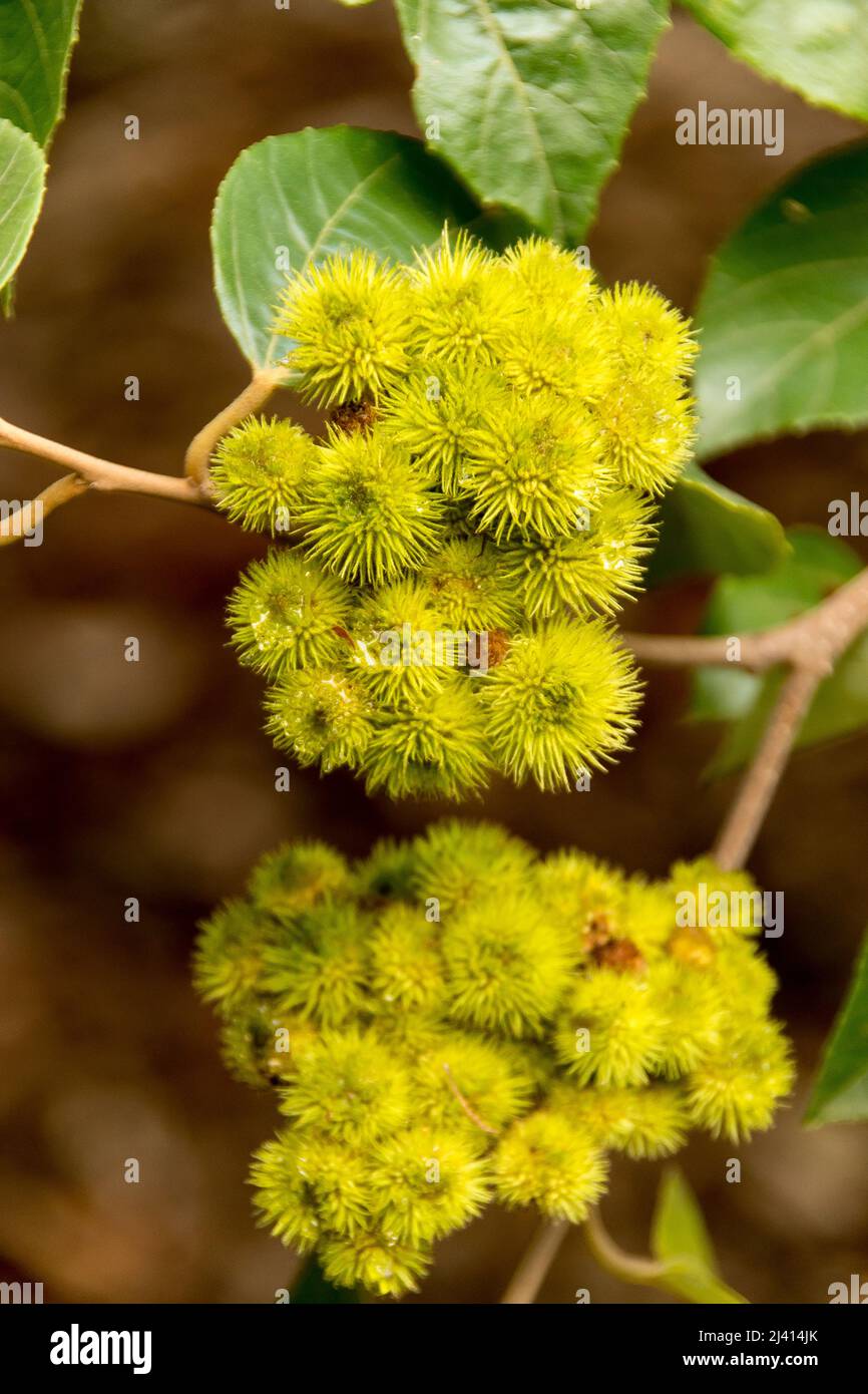 Grumi di capsule gialle di frutta dai capelli lisce di Brown Kurrajong, (Commersonia bartramia) un albero subtropicale della foresta pluviale in Queensland, Australia Foto Stock