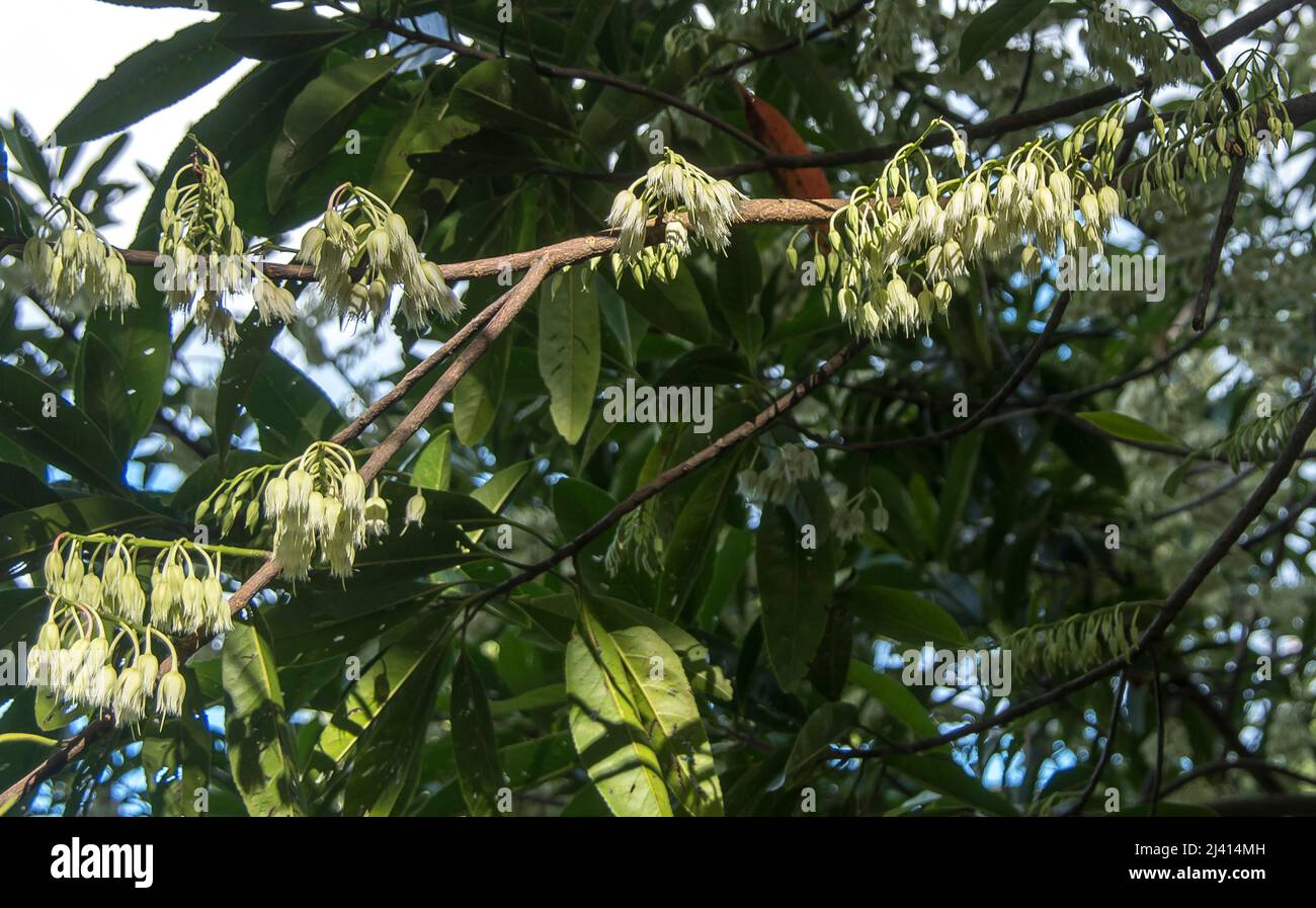 Fiore bianco dell'albero di Quandong blu, Elaeocarpus angustifolius. Ramo con racemi di delicati fiori bianchi. Queensland, Australia. Piegatore boccola. Foto Stock