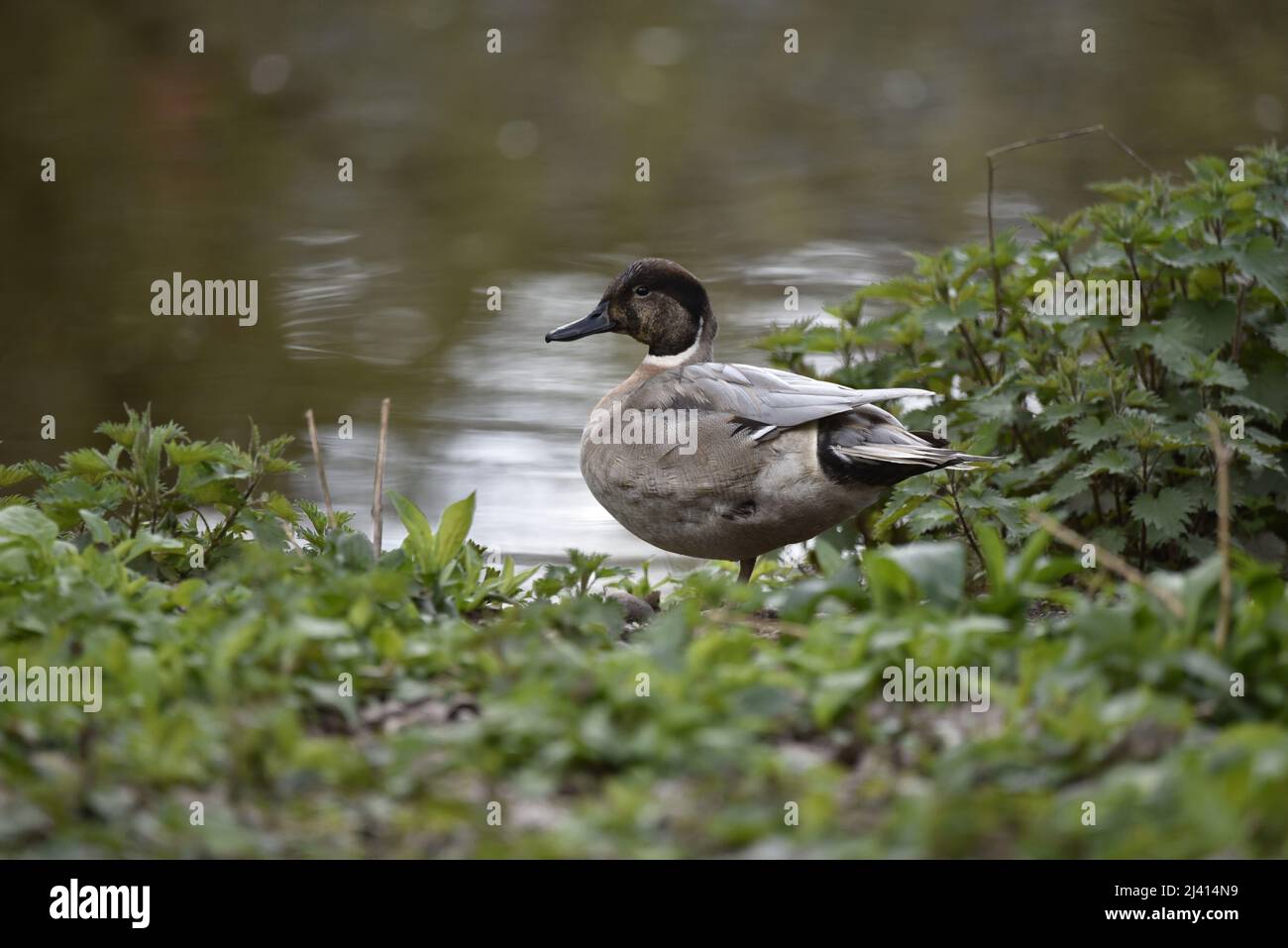 Northern Pintail (Anas acuta) x Gadwall (Anas strepara) Duck ibrido a destra dell'immagine guardando a sinistra dell'immagine, in piedi sul prato contro sfondo del lago Foto Stock