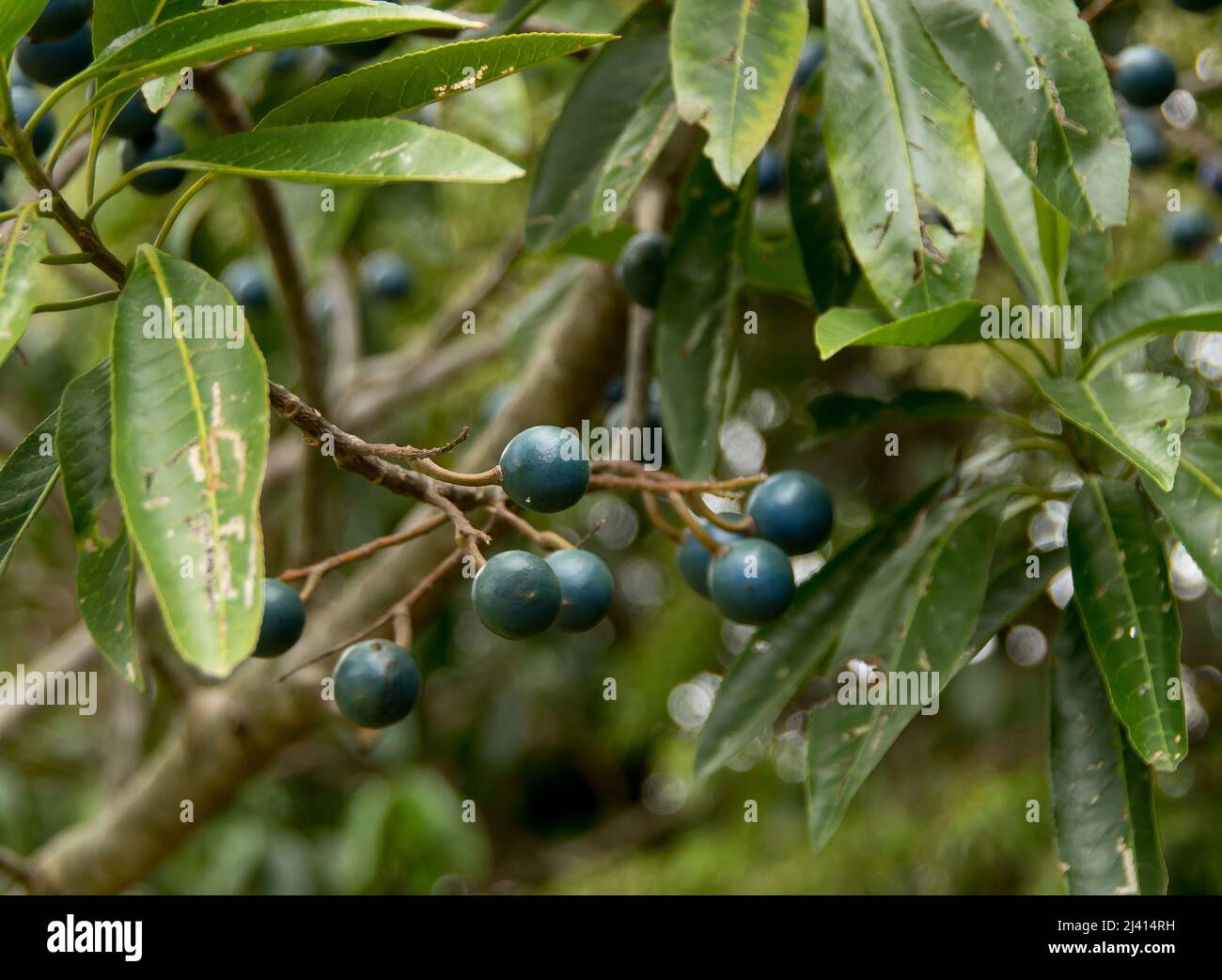 Frutti sferici, blu brillante di Quandong blu, Elaeocarpus angustifolius, tra foglie verdi di albero della foresta pluviale. Queensland, Australia. Piegatore boccola. Foto Stock