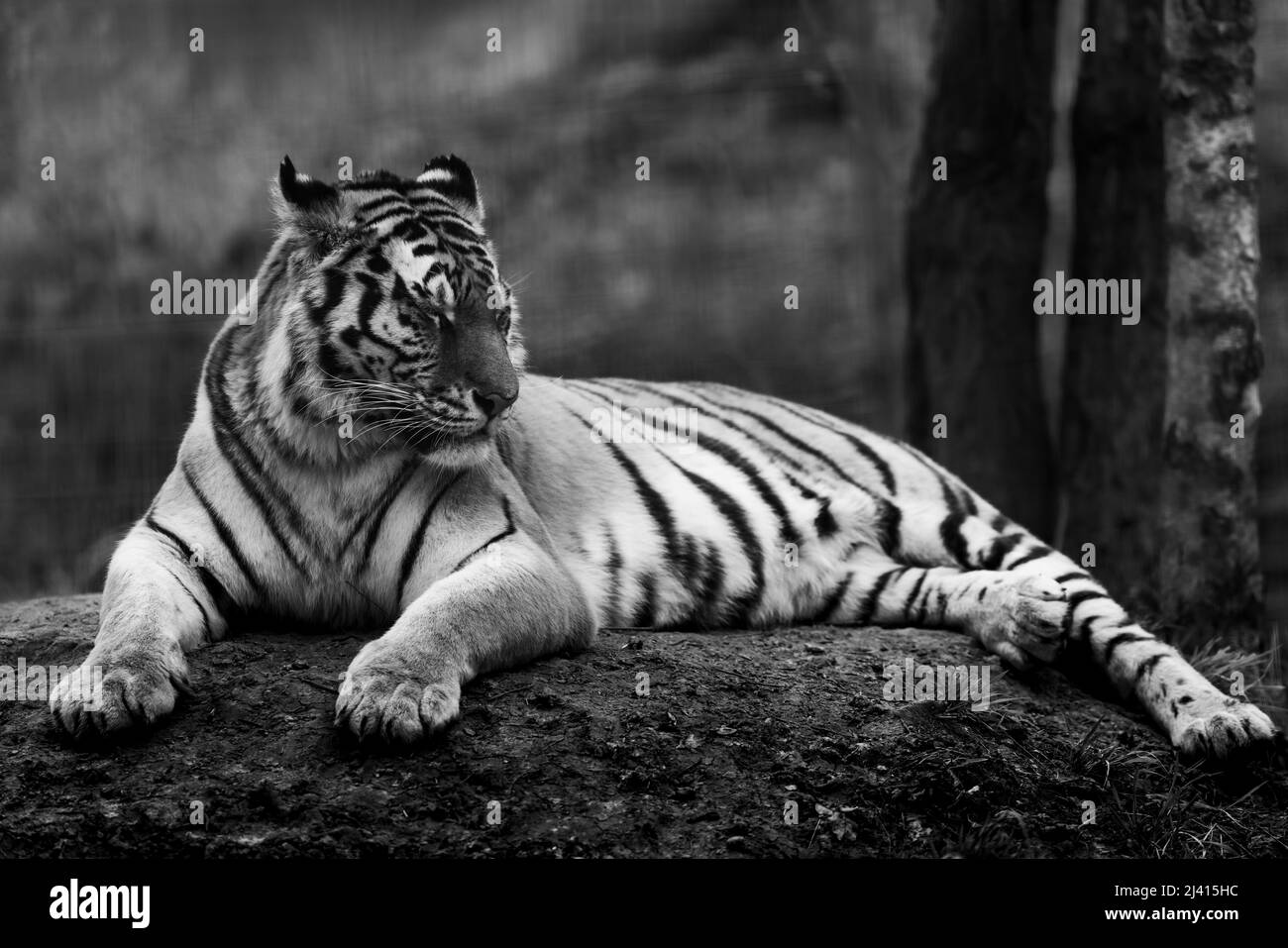 Ritratto di una tigre nella foresta Foto Stock