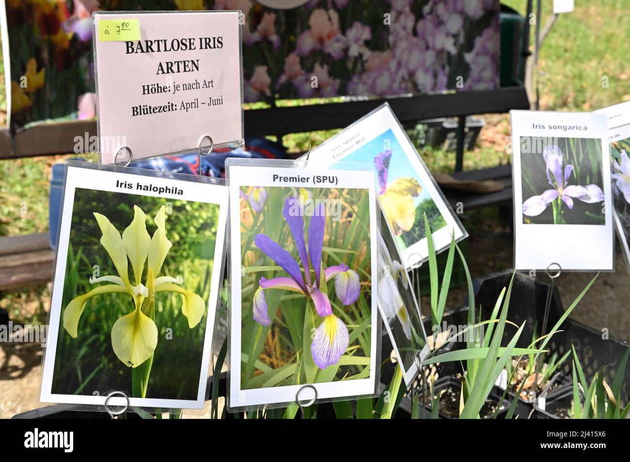 Vienna, Austria. Aprile 10, 2022. Scambio di piante nel Giardino Botanico. All'inizio della stagione del giardinaggio, lo scambio di rarità invita gli amanti delle piante e dei giardinieri all'Orto Botanico dell'Università di Vienna. Foto Stock