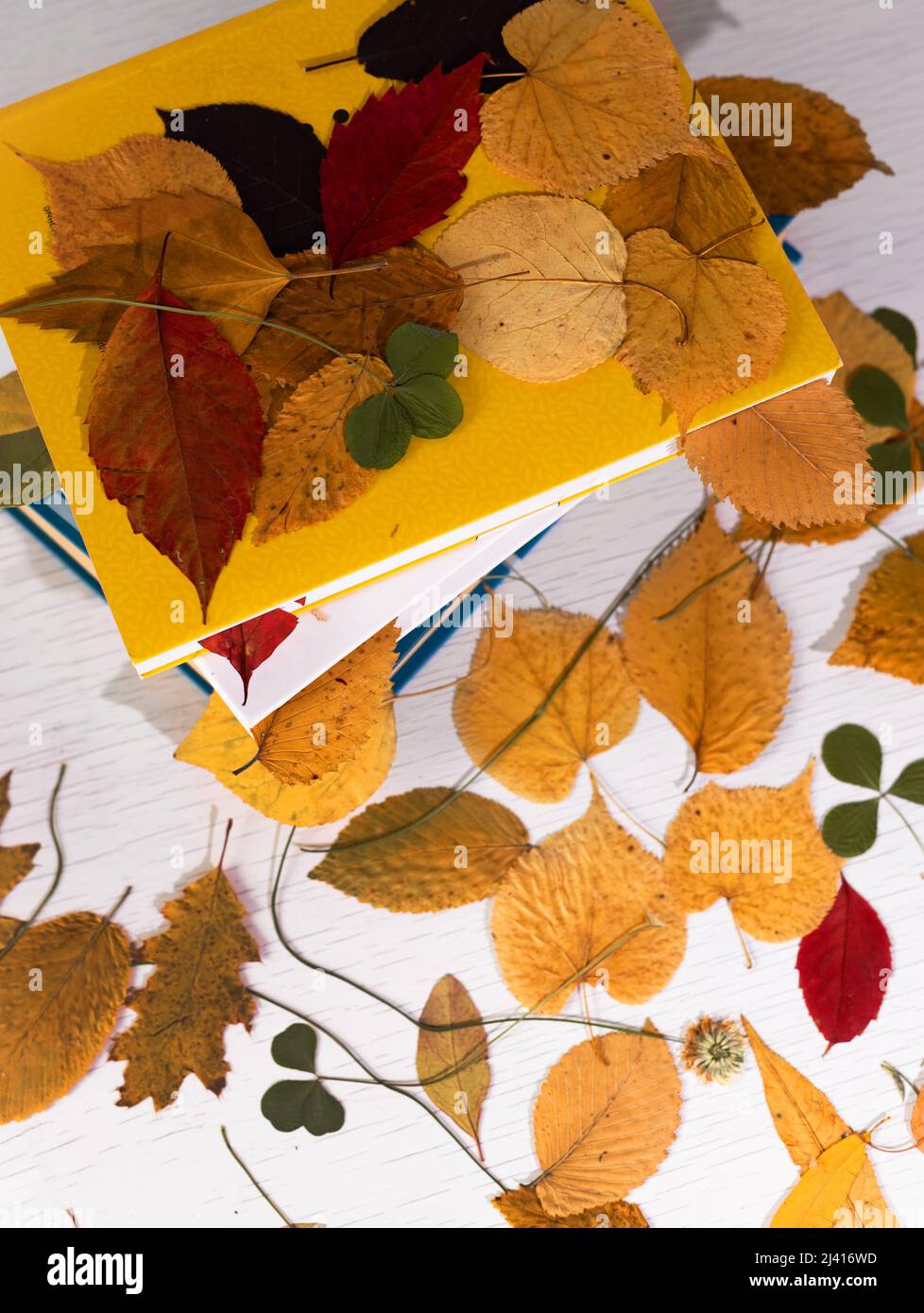 Erbario di foglie secche autunnali su pila di libri. Sfondo autunnale, motivo, composizione. Vista dall'alto. Foto Stock