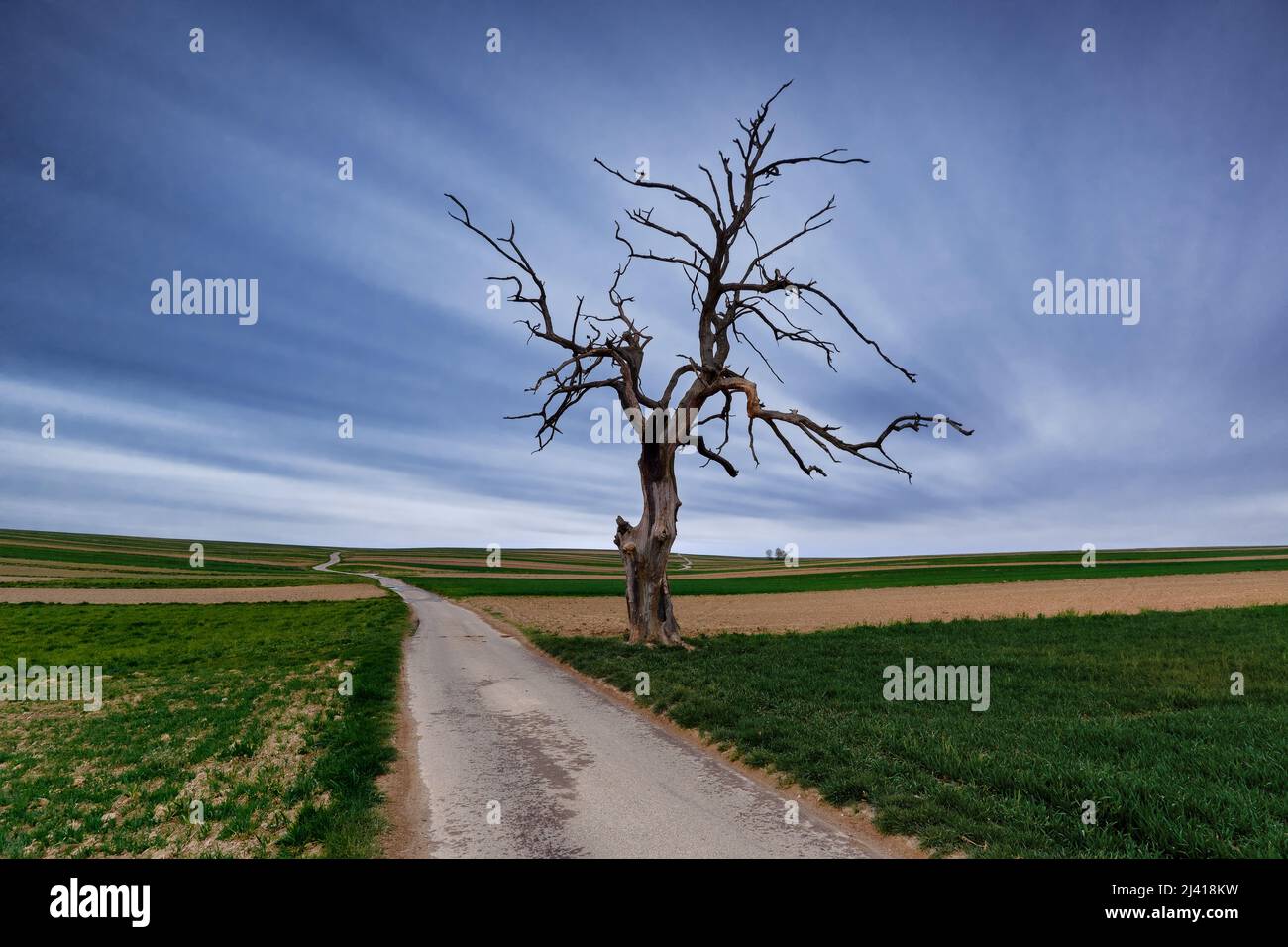 Vecchio albero a Sułoszowa, Polonia. Foto Stock