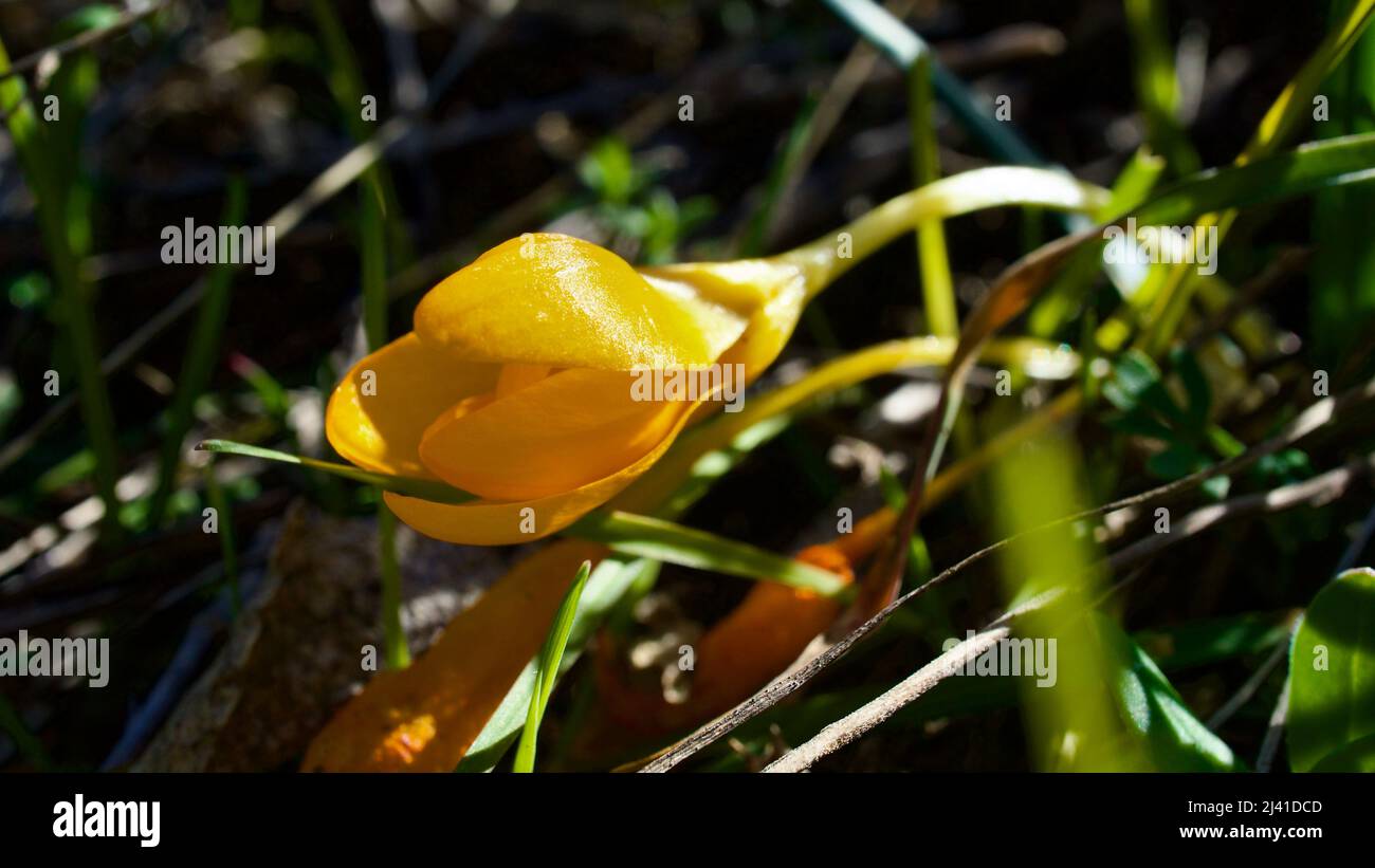 Fiore Snowdrop, il portatore di primavera. La primavera di erba fiore è il goccia di neve. Snowdrop è uno dei primi fiori a fiorire in primavera. Foto Stock