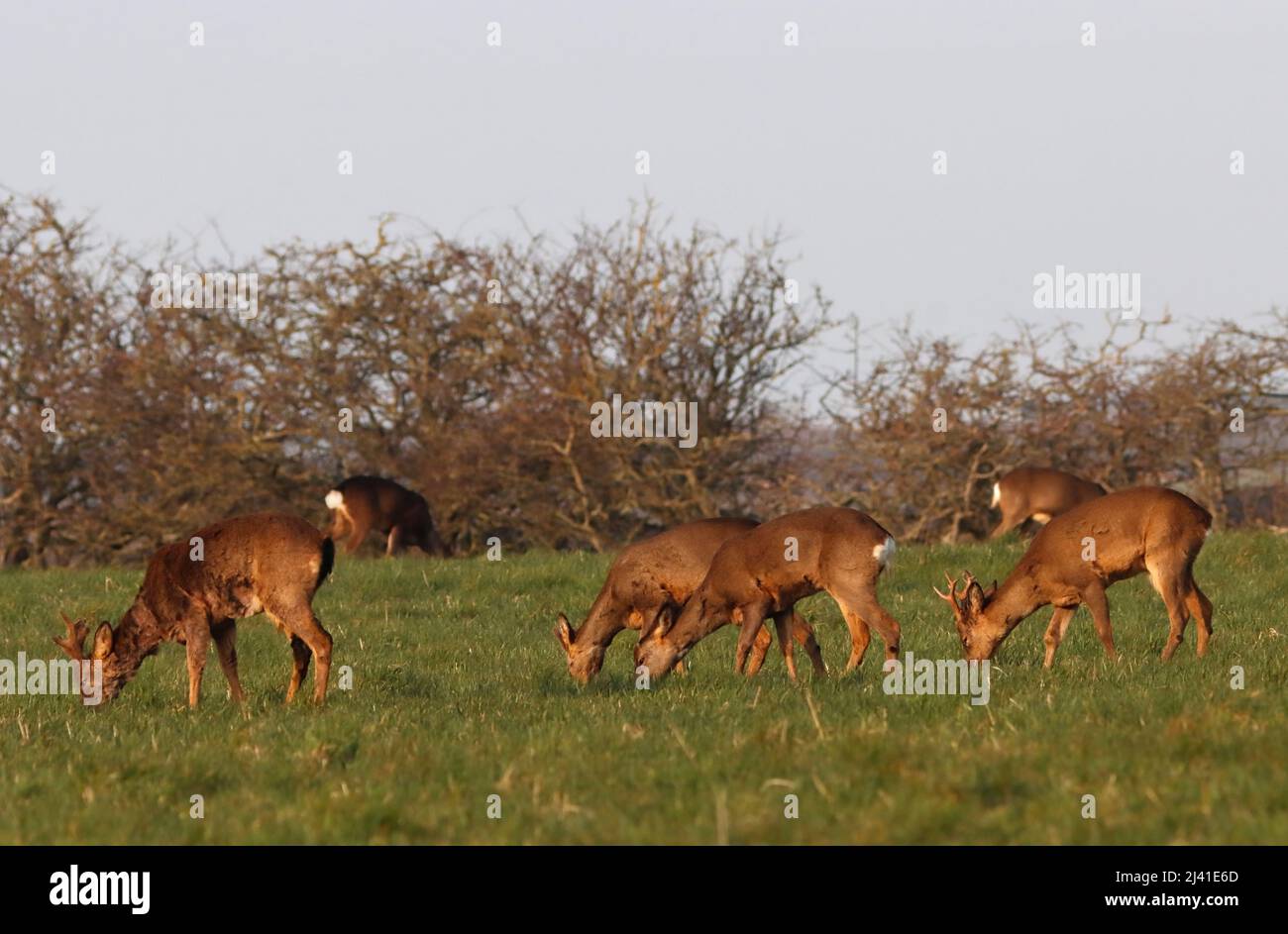 CAPRIOLO (Capreolus capreolus) gruppo pascolo al mattino presto, Regno Unito. Foto Stock