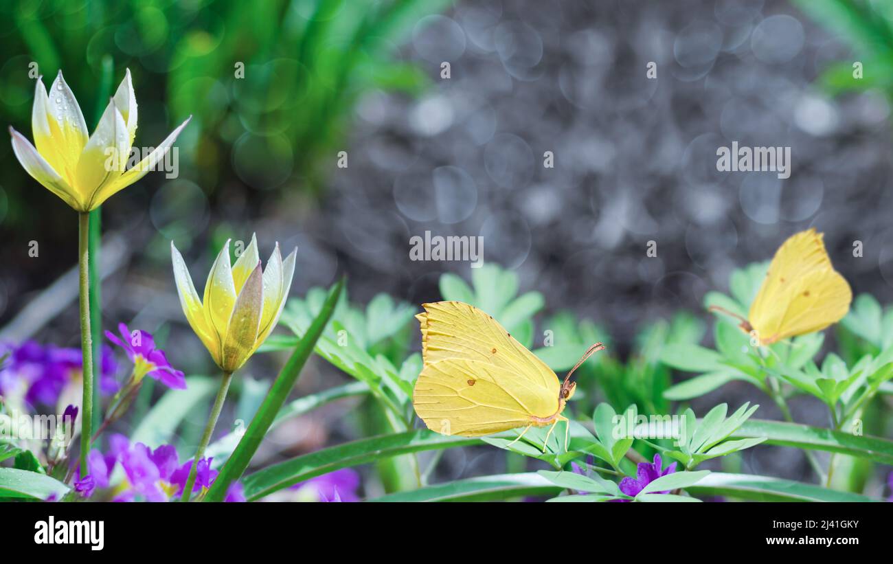 Miniatura primi tulipani gialli e farfalle su sfondo sfocato con bokeh. Messa a fuoco selettiva. Concetto di primavera Foto Stock