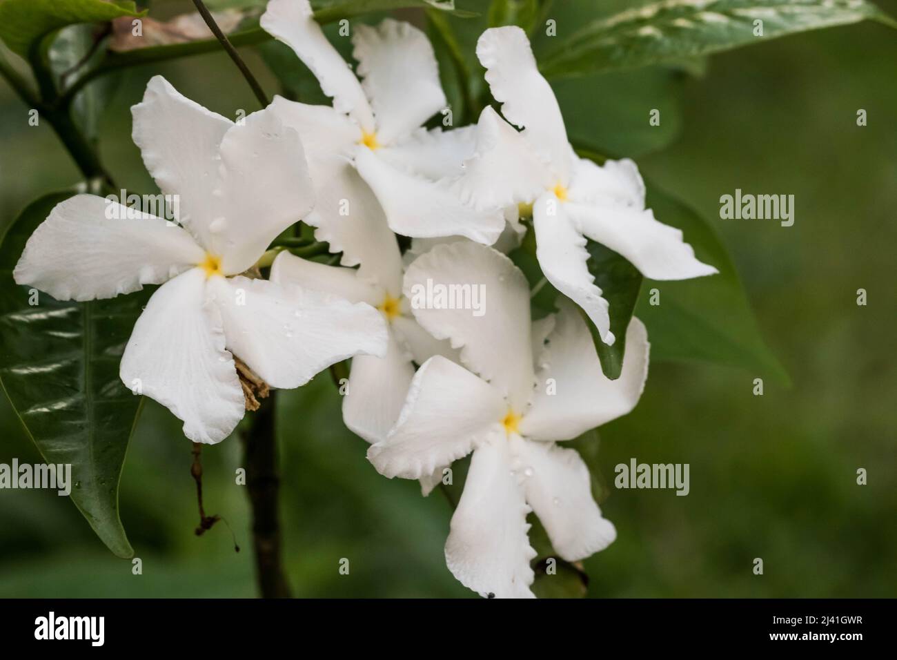 Il fiore del pintheel Foto Stock