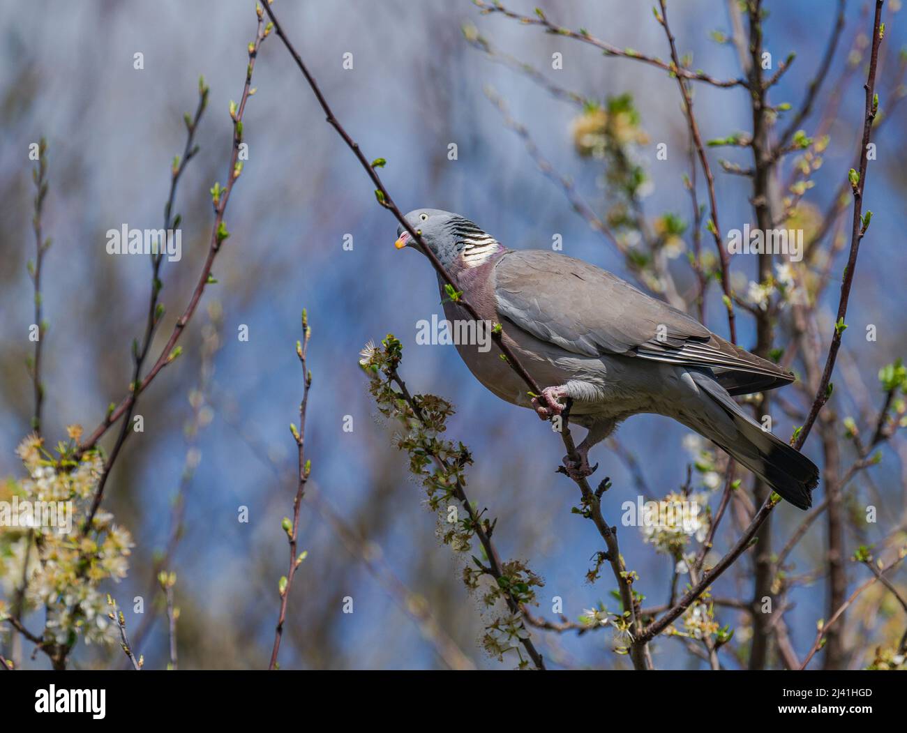 Il Pigeon di legno comune (Columba Palumbus) seduto su un ramo nel sole primaverile è uno degli uccelli più comuni nelle isole britanniche Foto Stock