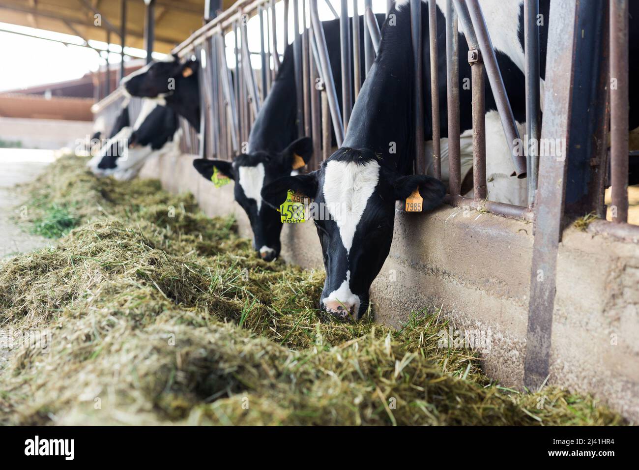 mucche bianche e nere che masticano erba in stalla in fattoria Foto Stock