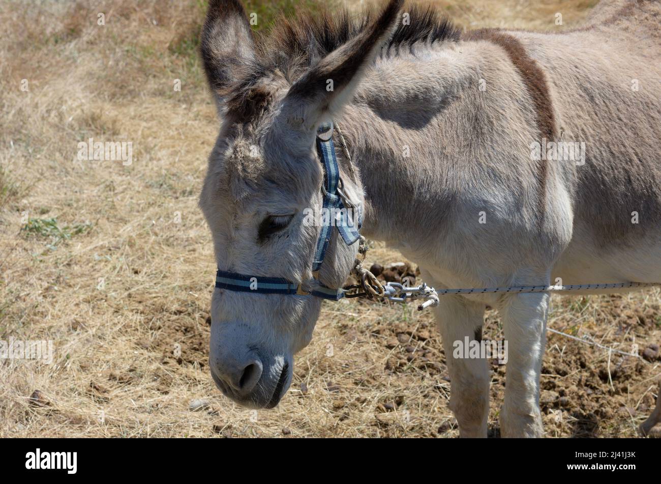 Triste asino domestico su un primo piano al guinzaglio (Rodi, Grecia) Foto Stock