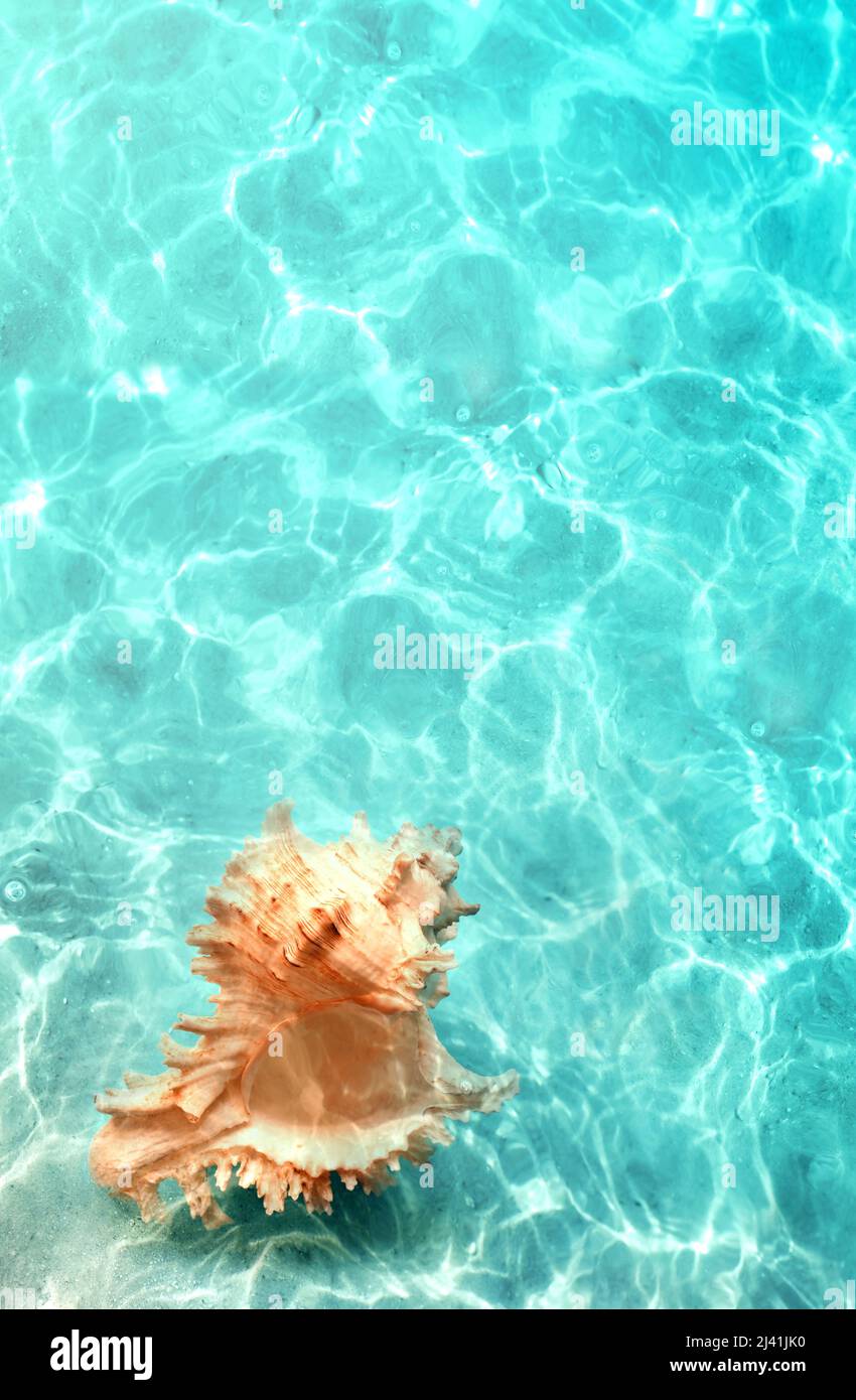 Grande conchiglia naturale sulla spiaggia estiva in acque di mare limpide. Sfondo oceano. Foto Stock
