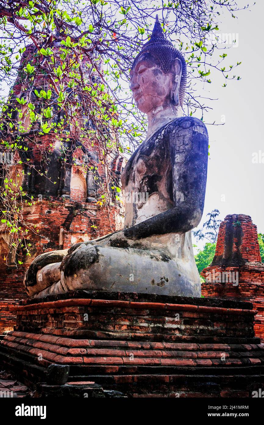 Questo grande Buddha seduto è accanto al volto del Buddha in un albero. Foto Stock