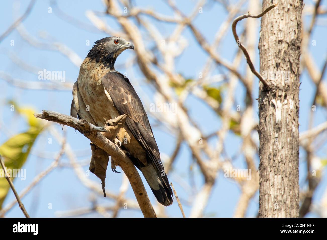 Immagine dell'uccello della poiana orientale del miele su un ramo dell'albero sullo sfondo della natura. Falco. Animali. Foto Stock