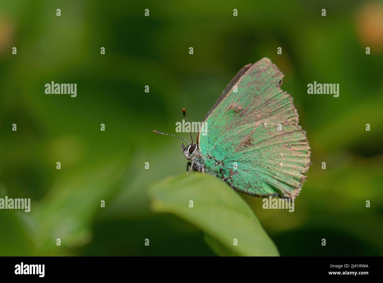 Farfalla verde Hairstreak - Callofrys rubi, bella farfalla verde da prati e praterie europee, Repubblica Ceca. Foto Stock