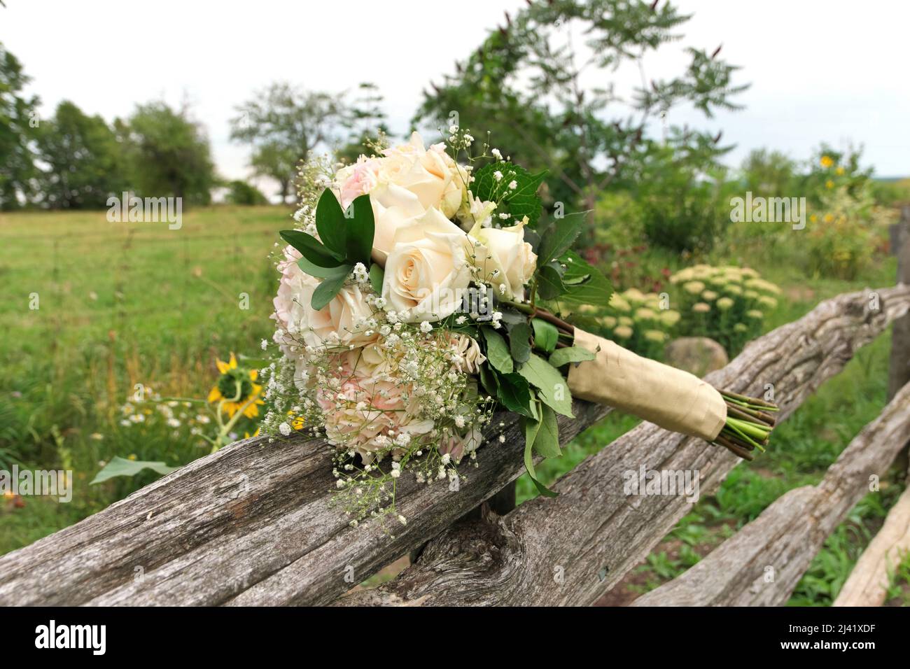 Bouquet di rose bianche e rosa con alito Babys su Spalato Rail Fence in Farm Field Foto Stock