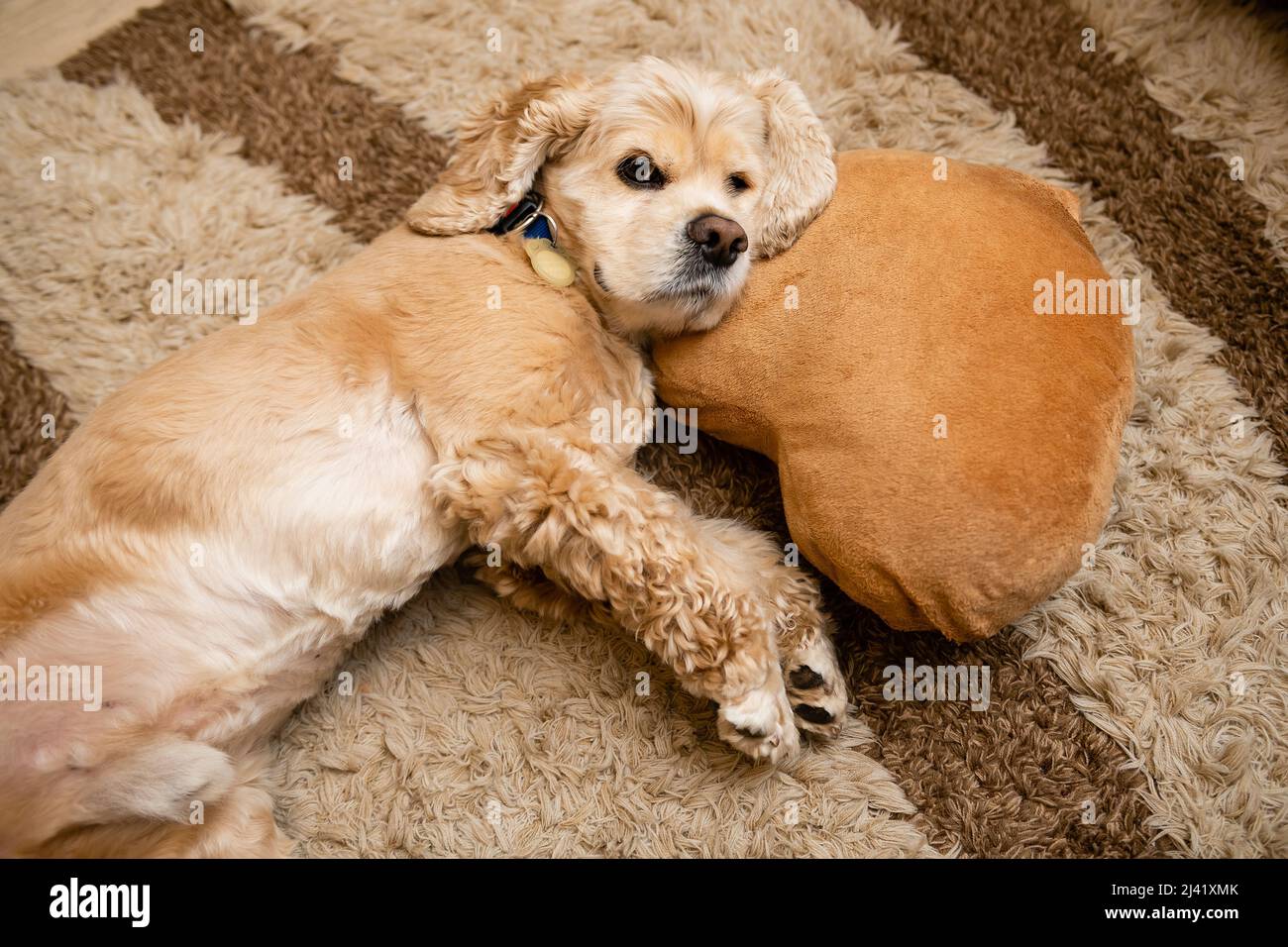 Adorabile spaniello cocker americano si trova con la testa poggiata su un cuscino Foto Stock