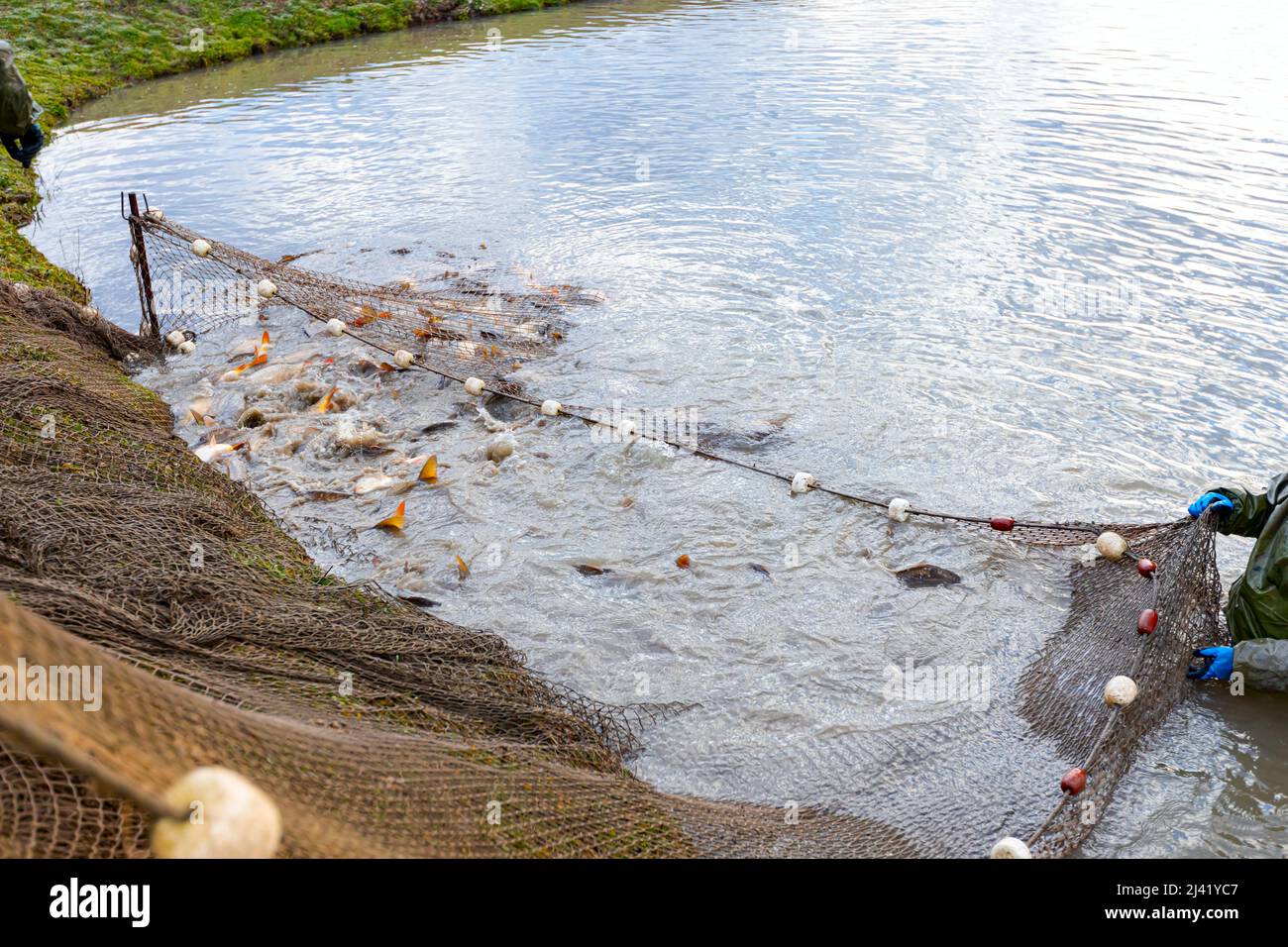 Fisherman indossare tute impermeabili in laghetto di pesce che tira la rete di pesca piena di pesce crap, raccolto in fattoria di pesce. Foto Stock