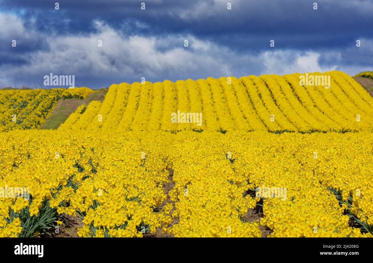 KINNEFF STONEHAVEN SCOZIA FARMLAND UN CIELO TEMPESTOSO E CAMPI DI NARCISI D'ORO IN PRIMAVERA Foto Stock