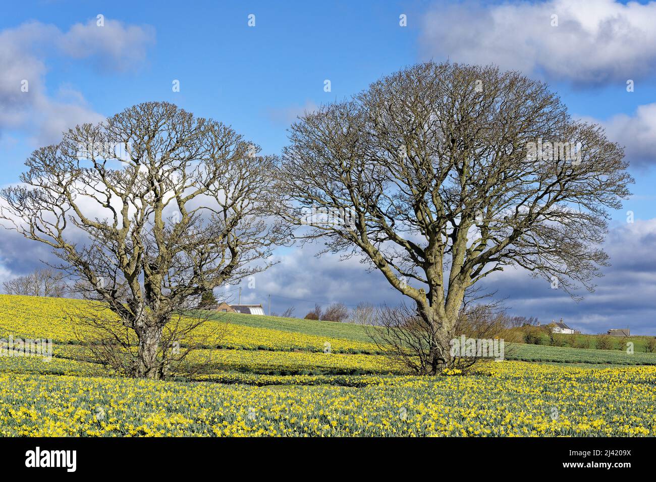 KINNEFF STONEHAVEN SCOZIA FARMLAND BLU CIELO CAMPO DI NAFFODILS E DUE ALBERI IN PRIMAVERA Foto Stock