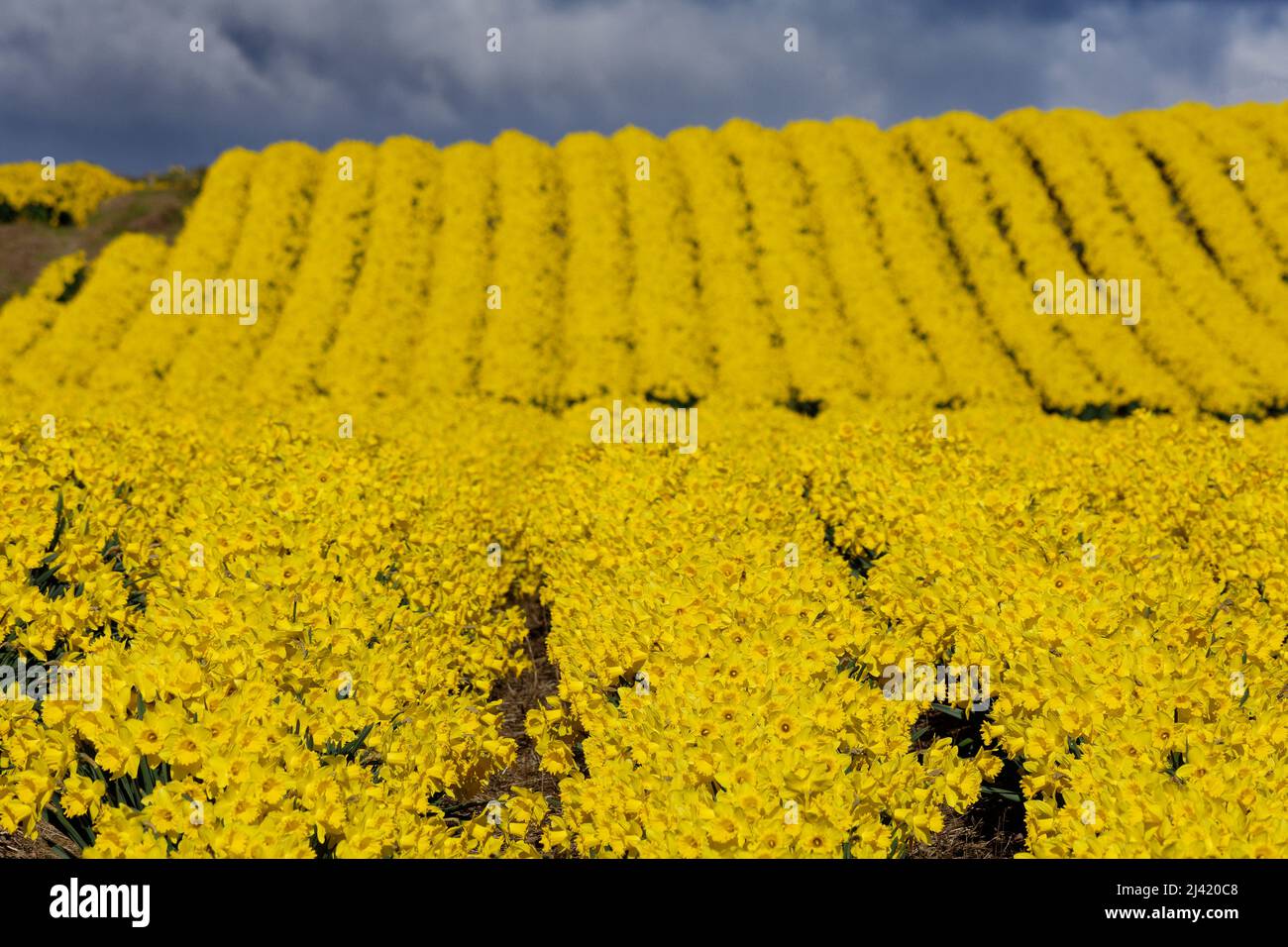 KINNEFF STONEHAVEN SCOZIA TERRENI AGRICOLI NUVOLE TEMPESTOSE E CAMPI DI NARCISI D'ORO IN PRIMAVERA Foto Stock