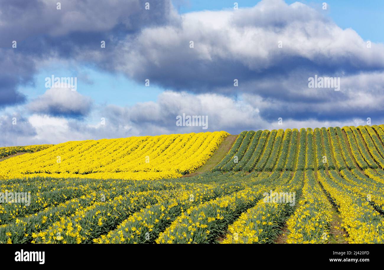 KINNEFF STONEHAVEN SCOZIA TERRENO AGRICOLO STORMY CIELO FILE DI NAFFODILS IN BUD E IN FIORE IN PRIMAVERA Foto Stock