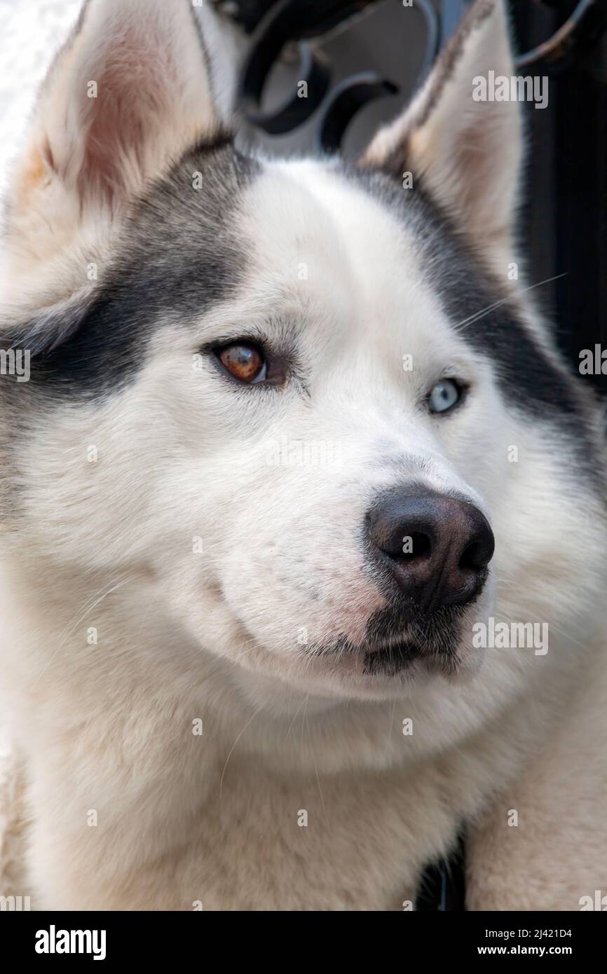 Primo piano ritratto del volto di un cane di Husky siberiano Foto Stock