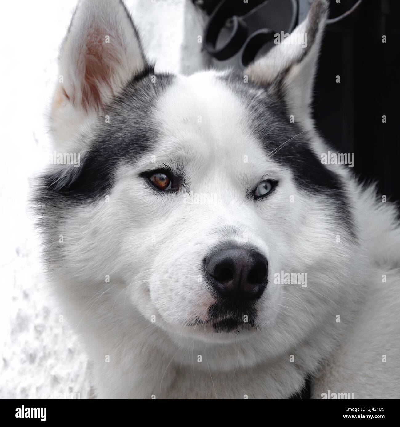 Ritratto di un cane di razza un Husky siberiano con un occhio blu e un occhio marrone Foto Stock