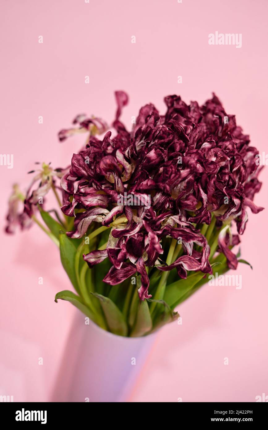 bouquet di tulipani morenti su sfondo rosa Foto Stock