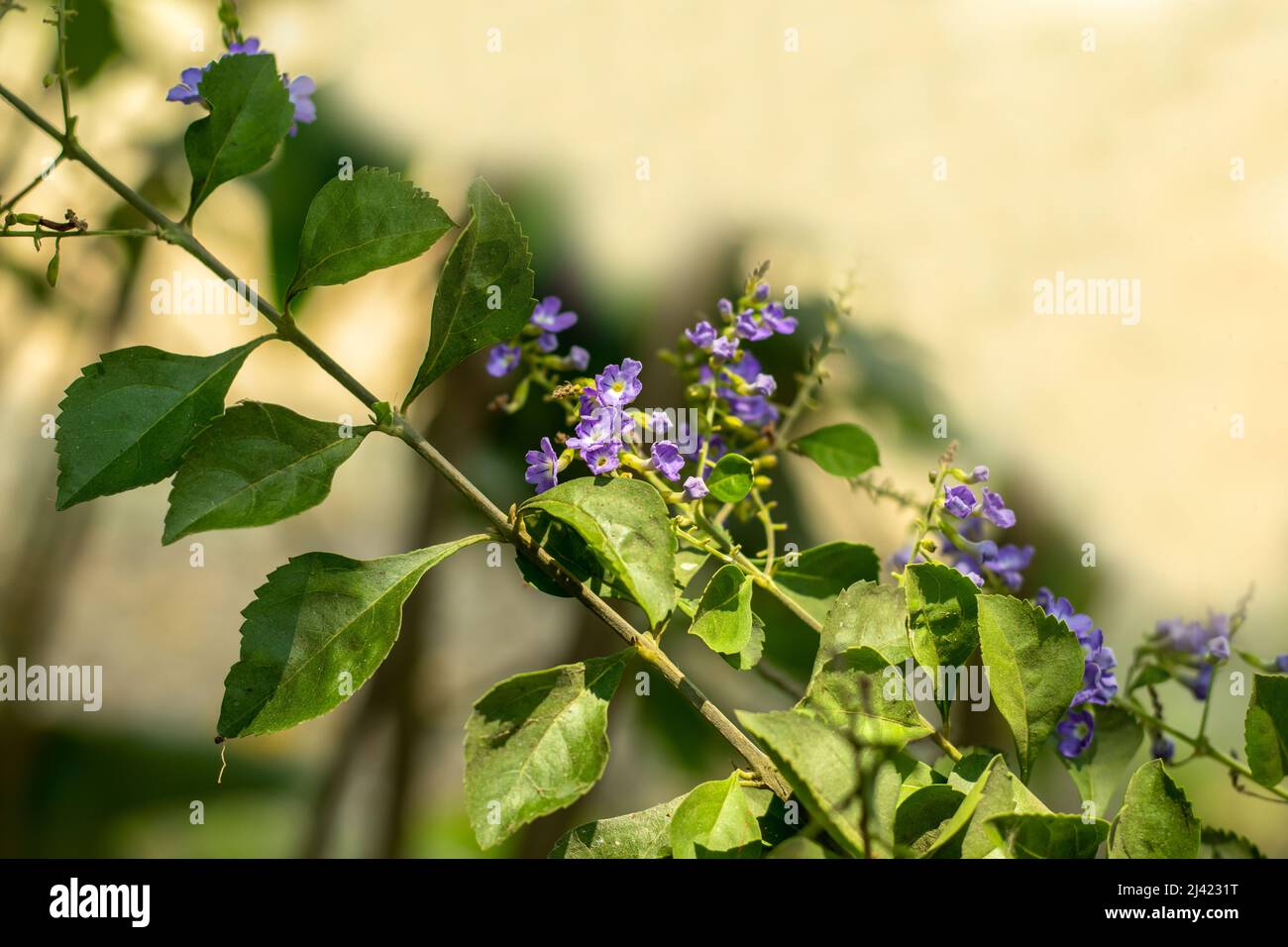 Il dewdrop dorato è l'unica specie comunemente coltivata nel mondo ed è sempreverde nei tropici. Fiori in bianco, blu o viola Foto Stock