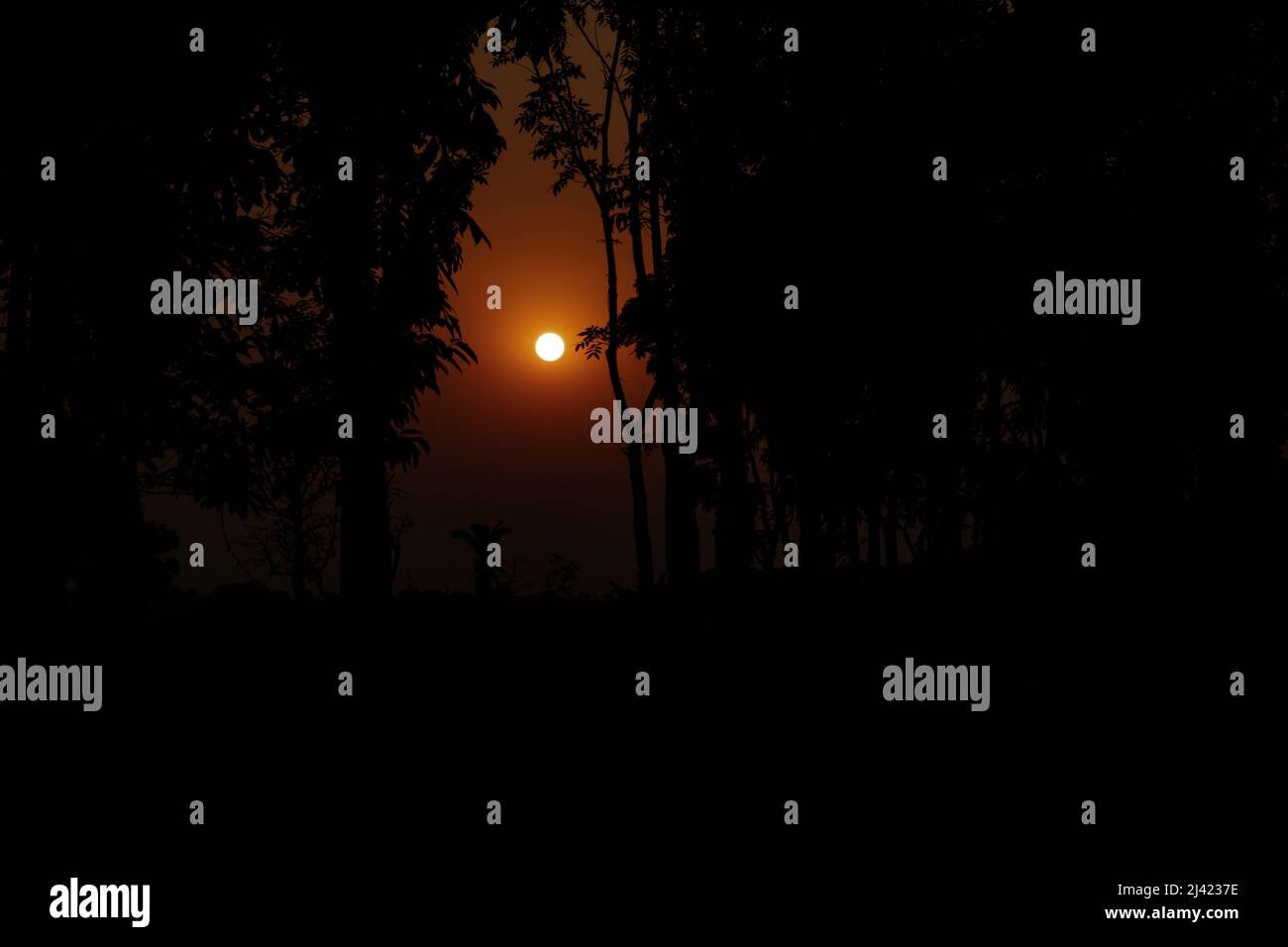 Il sole tramonta in pochi minuti. Il sole d'oro si tramonta attraverso i rami dell'albero nell'ultimo pomeriggio o prima sera Foto Stock